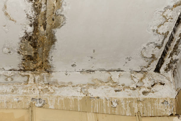 Best Industrial Mold Remediation  in Windermere, FL