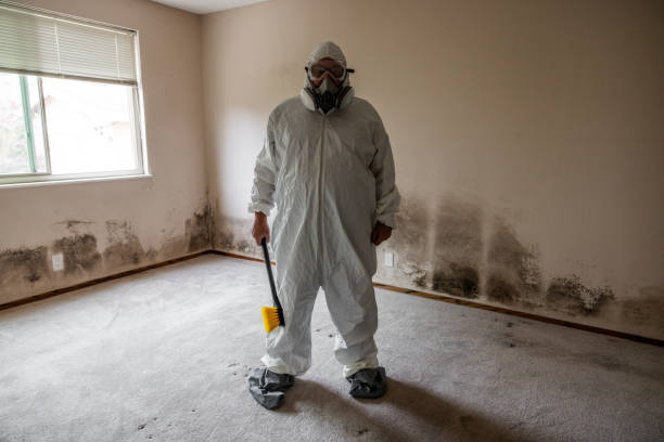 Best Basement Mold Removal  in Windermere, FL